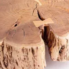 Homemotion Couchtisch mit geformter Platte in Akazienholz - Nabucco Viadurini